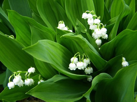 lily_of_the_valley[1]